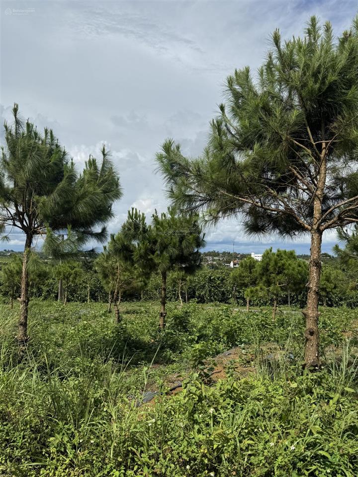 Chính chủ bán đất lộc tân phường 2 bảo lộc giá tốt