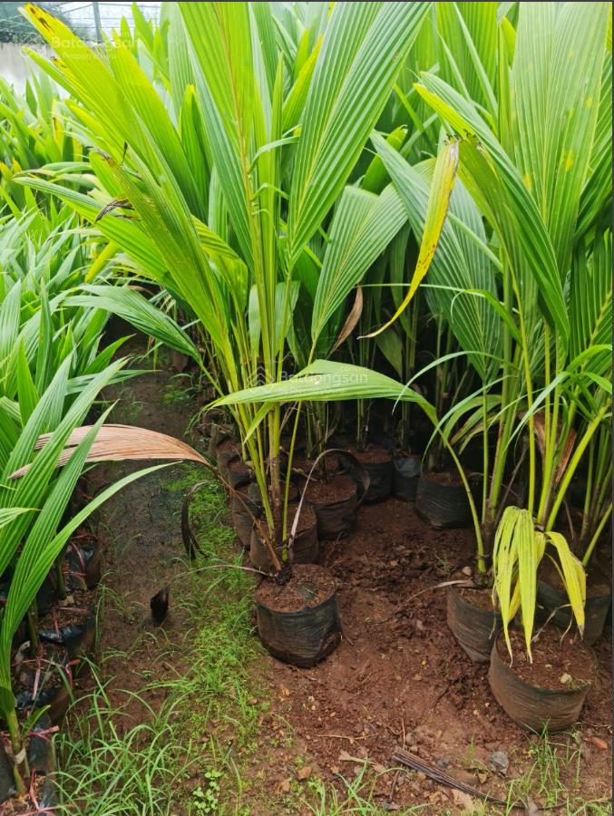 Bán đất buôn mê thuột 4000m2 sổ đỏ chính chủ