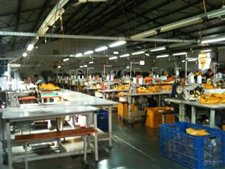 Cho thuê nhà xưởng nằm phường an phú đông quận 12 diện tích 1000m giá 60 triêu/tháng  0908 561 ***