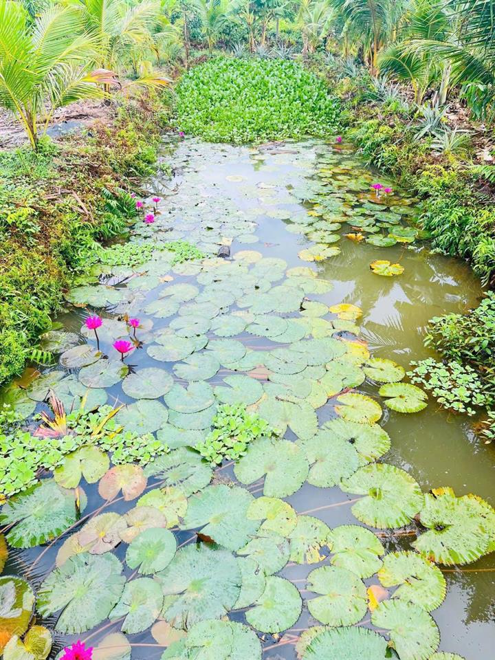 Bán rẻ nhà vườn mt sông nhơn trạch, oto, thổ, giá rẻ 5,9tỷ/1850m2, sr chính chủ. hàng hiếm gọi ngay