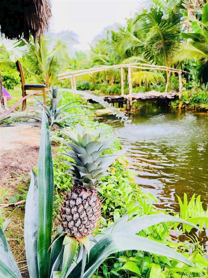 Bán rẻ nhà vườn mt sông nhơn trạch, oto, thổ, giá rẻ 5,9tỷ/1850m2, sr chính chủ. hàng hiếm gọi ngay