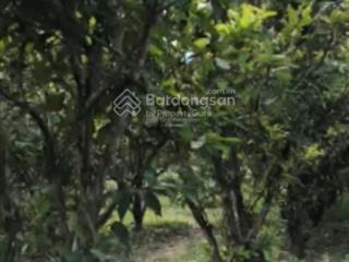 Bán 75.000m2 đất chn và cln. nằm trong khu dân cư, có thể chuyển lên đất ở cặp ngay cao tốc bắc nam