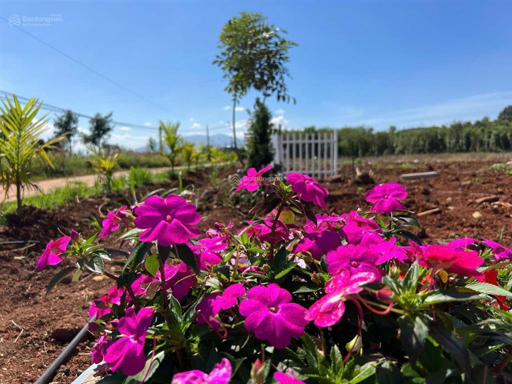 Bán gấp lô đất 1000m2 có sẵn thổ cư  giá 780tr sẵn sổ công chứng luôn 0934 043 ***