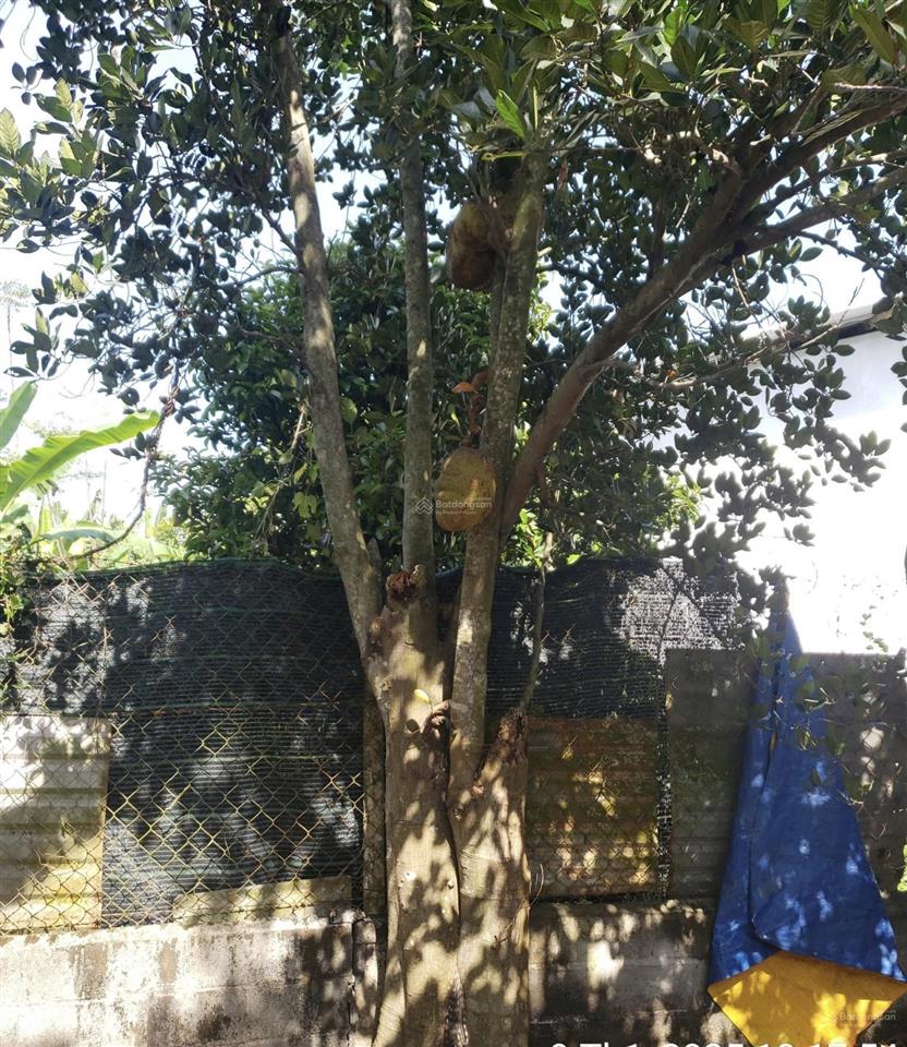 Nhà bán đường nhựa bùi thị điệt xã phạm văn cội huyện củ chi 5 x 30m/ sổ riêng thổ cư