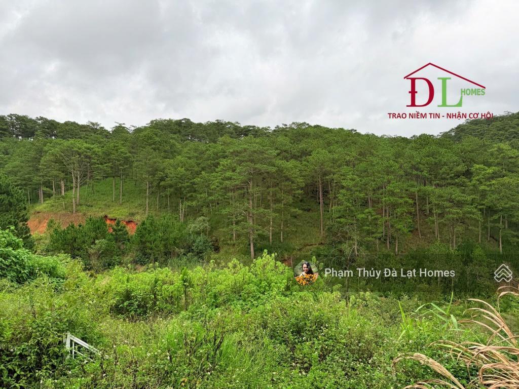 Bán khu đất đà lạt, đường hoàng hoa thám view thông, diện tích 5013m2 có thổ cư, giá 45 tỷ
