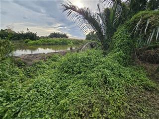 Bán đất tại ngô quang thắm, 13,5 tỷ, 565,2 m2