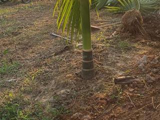 Bán đất 64, s 2200m2, hiện đang trồng cây lâu năm, thuộc khu vực đất trong khu dân cư