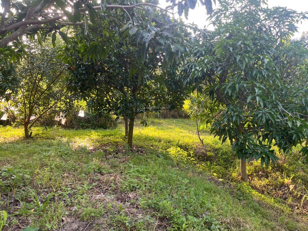 Cần tìm chủ mới bán lô vườn tại vĩnh lương, nha trang, khánh hòa, giá cực chất chỉ 3 tỷ