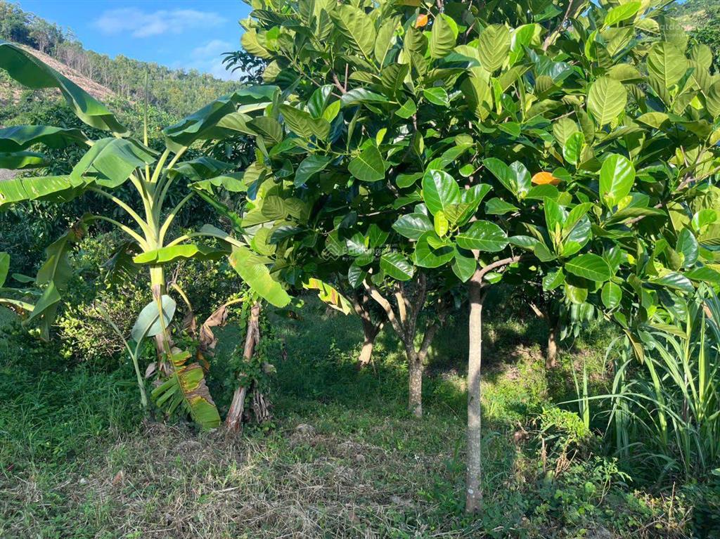Cần tìm chủ mới bán lô vườn tại vĩnh lương, nha trang, khánh hòa, giá cực chất chỉ 3 tỷ