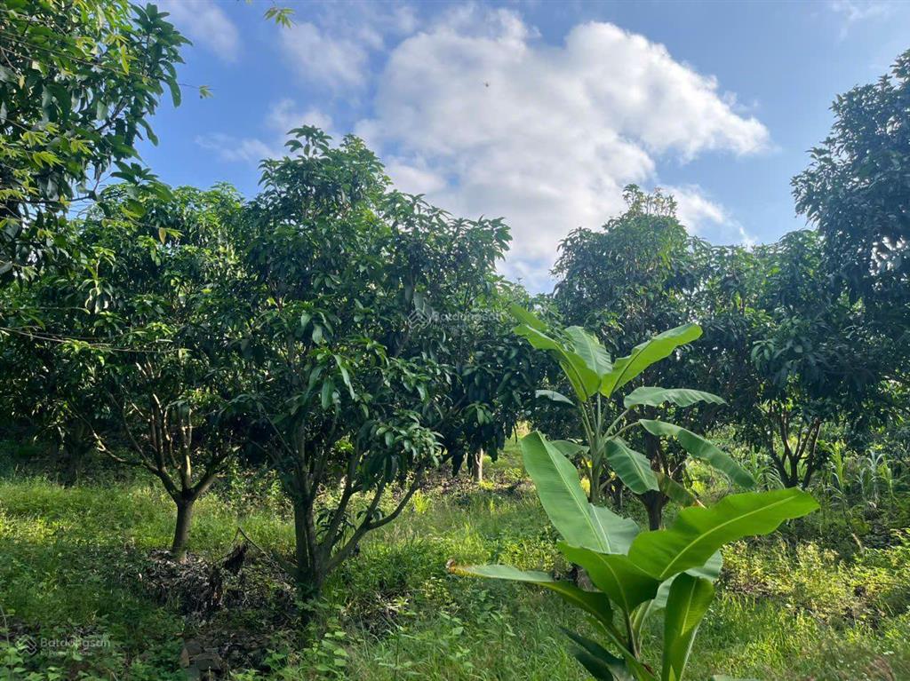 Cần tìm chủ mới bán lô vườn tại vĩnh lương, nha trang, khánh hòa, giá cực chất chỉ 3 tỷ