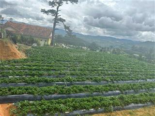 View săn mây đất đẹp xã lát, lạc dương 2100m2 chỉ 1,6 tỷ, đường ô tô, thích hợp làm farms