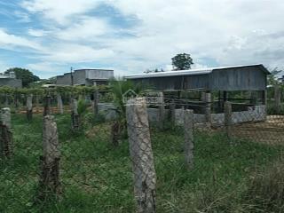 Chính chủ bán 1862m2 (đã được cho phép lên 300m2 thổ cư) xã hàm chính, hàm thuận bắc, bình thuận