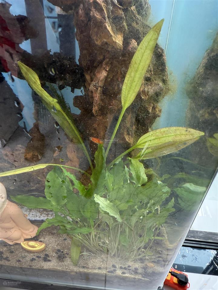 Chính chủ bán mảnh đất ngõ 6 cầu dừa , thường tín, sđcc