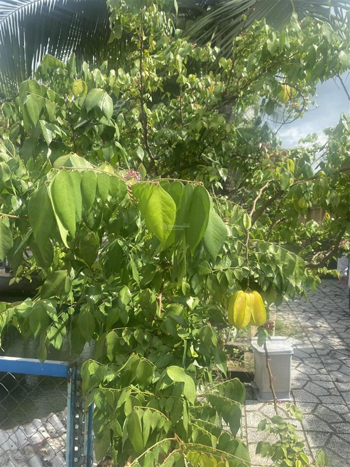 Bán biệt thự nhà vườn 1200m2 thổ cư 2 mặt tiền xã tân nhựt