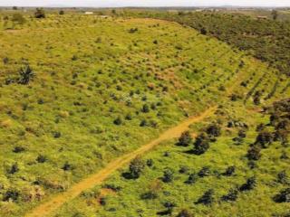 Hot bán gấp 4,5 ha , thuộc xã b' lá ,giá chỉ 5 tỷ/ ha , sổ sẵn công chứng ngay .
