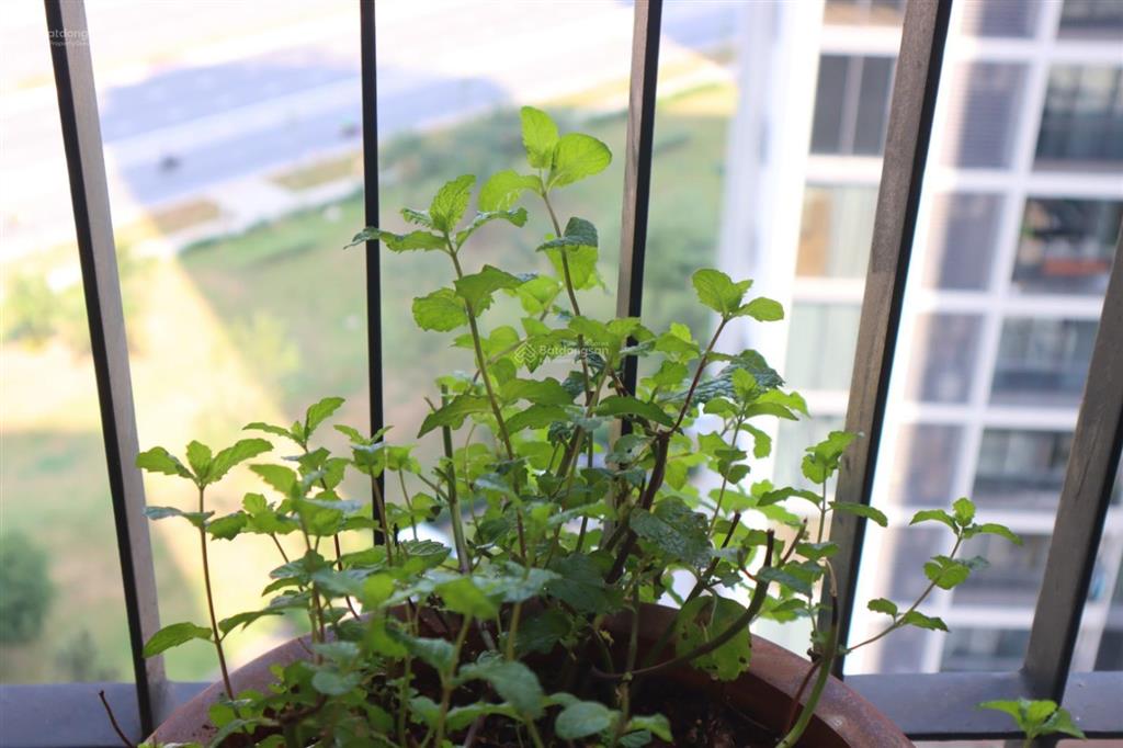 Cty chuyên eco green đã 04 năm, vp tại dự án bán 1pn  4.8 tỷ full nội thất, tầng cao, 0932 139 ***