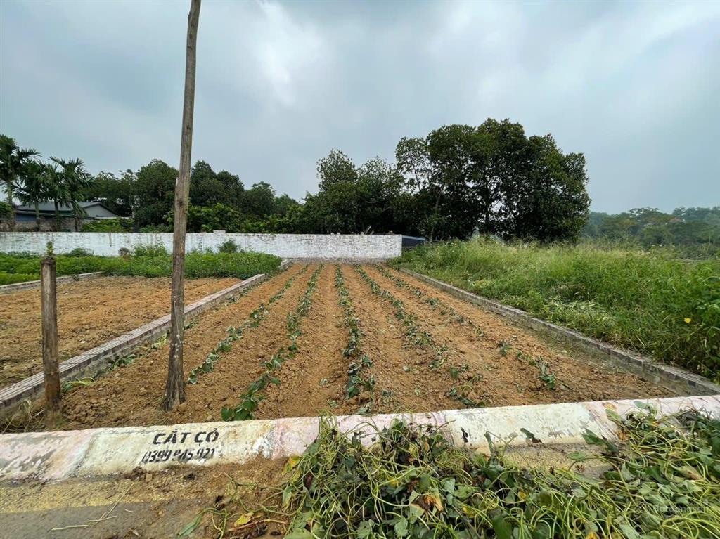 Chính chủ bán gấp 117m2 ở dt 420, sau trường mần non bình yên, thạch thất. giá siêu hời 32 tr/m2