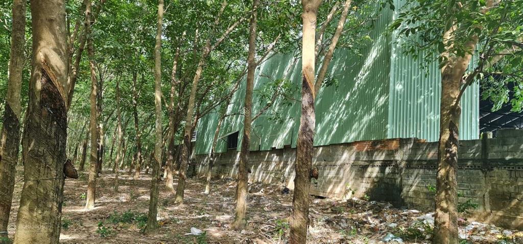 Cho thuê giá rẻ 20tr 6000m2 đất có 500m2 thổ cư. mặt đường xe tải, tiện làm kho xưởng  0987 899 ***