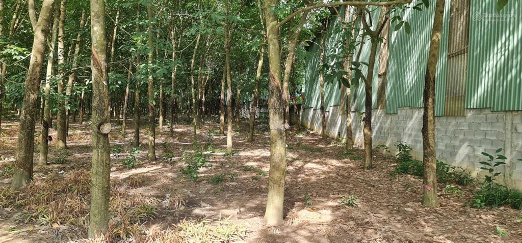 Cho thuê giá rẻ 20tr 6000m2 đất có 500m2 thổ cư. mặt đường xe tải, tiện làm kho xưởng  0987 899 ***