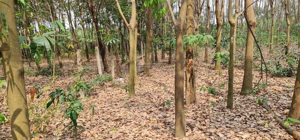 Cho thuê giá rẻ 20tr 6000m2 đất có 500m2 thổ cư. mặt đường xe tải, tiện làm kho xưởng  0987 899 ***