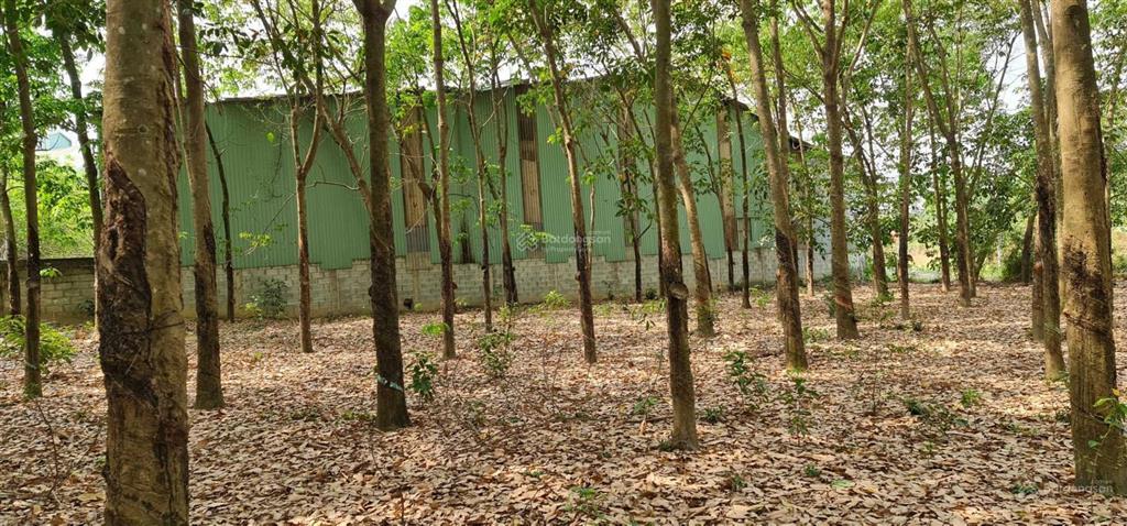 Cho thuê giá rẻ 20tr 6000m2 đất có 500m2 thổ cư. mặt đường xe tải, tiện làm kho xưởng  0987 899 ***
