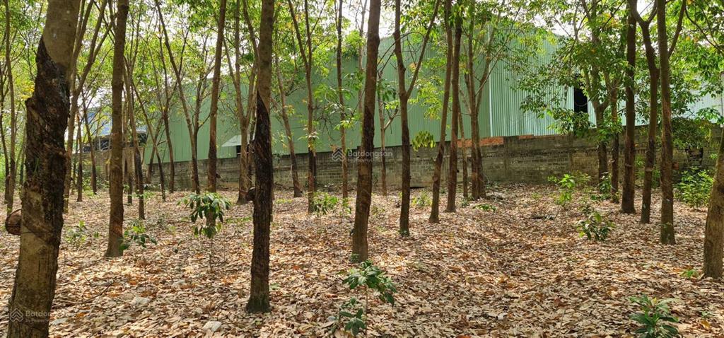 Cho thuê giá rẻ 20tr 6000m2 đất có 500m2 thổ cư. mặt đường xe tải, tiện làm kho xưởng  0987 899 ***