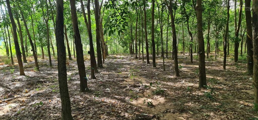 Cho thuê giá rẻ 20tr 6000m2 đất có 500m2 thổ cư. mặt đường xe tải, tiện làm kho xưởng  0987 899 ***
