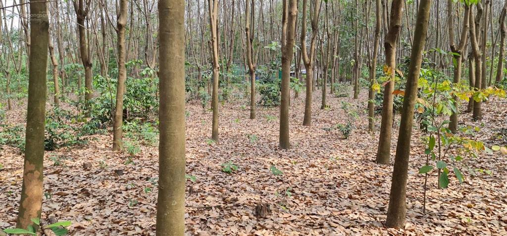 Cho thuê giá rẻ 20tr 6000m2 đất có 500m2 thổ cư. mặt đường xe tải, tiện làm kho xưởng  0987 899 ***