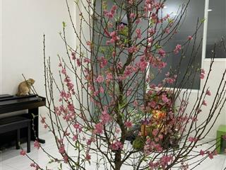 Bán gấp nhà phố 4 tầng kdc đại phúc đường phạm hùng