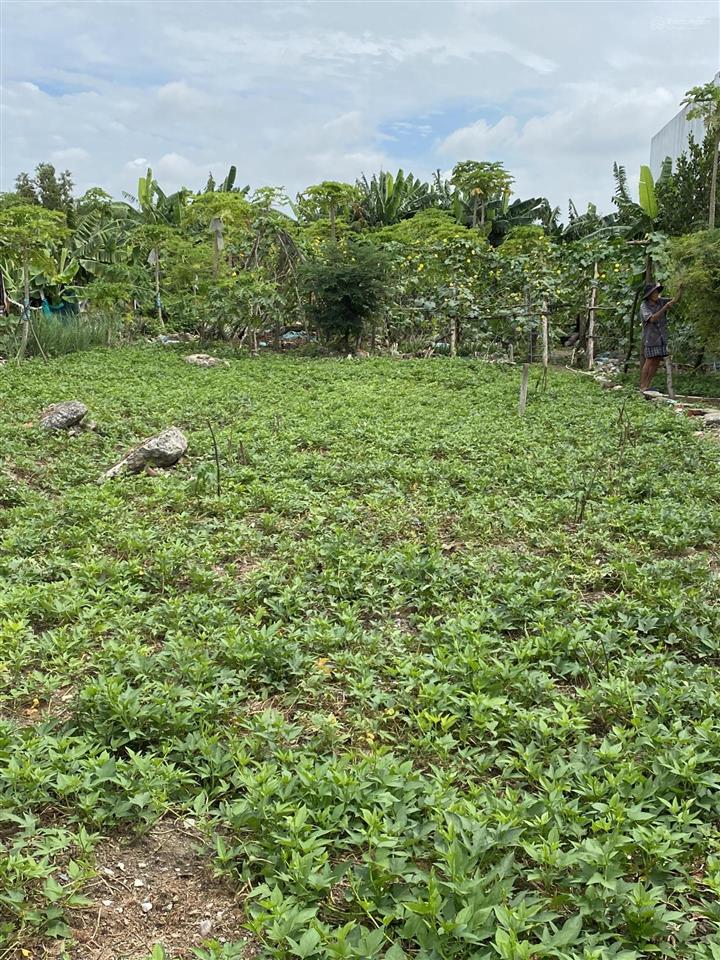 Cần bán đất mặt tiền đường nguyễn bình nhơn đức, nhà bè. tphcm.  0933 316 ***