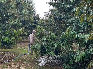 Cần bán lô rẫy sầu riêng riêng đường tránh buôn hồ, cách buôn hồ 4km