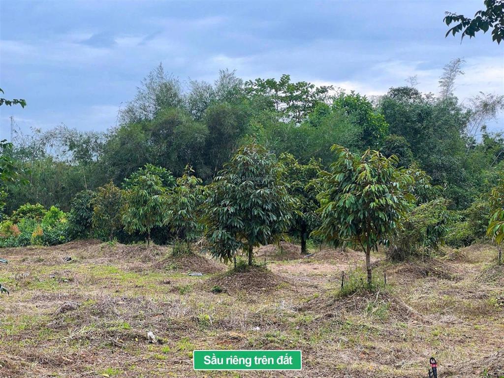 Đất đẹp đầu tư nghỉ dưỡng tại đạ tẻh lâm đồng dt 333m2 sẵn 100m2 tc mặt tiền nhựa giáp suối 4xxtr