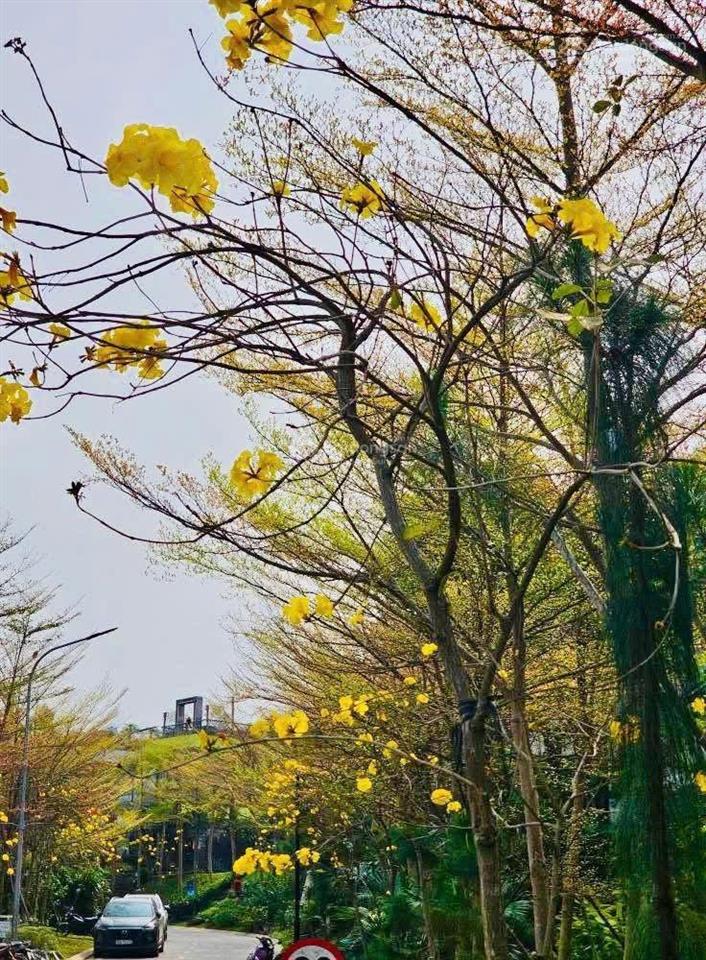 Bán đất nền đấu giá bt 250m2 trong flamingo đại lải, không phải xây. giá chỉ 34tr/m2.0988 970 ***