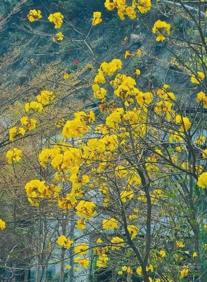 Bán đất nền đấu giá bt 250m2 trong flamingo đại lải, không phải xây. giá chỉ 34tr/m2.0988 970 ***