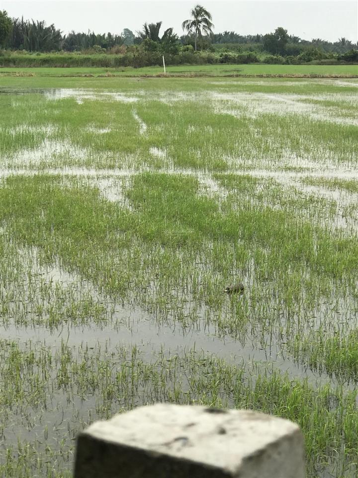 Bán đất mặt tiền đường kênh 10  2.958m2 10tỷ/tl khu b, ấp 4, xã lê minh xuân  bình chánh