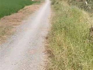 Đất lúa xã kiểng phước, gò công đông tiền giang. 4.116m2 đường đá xe 7 chỗ, gần biển, giá 1,6tỷ tl