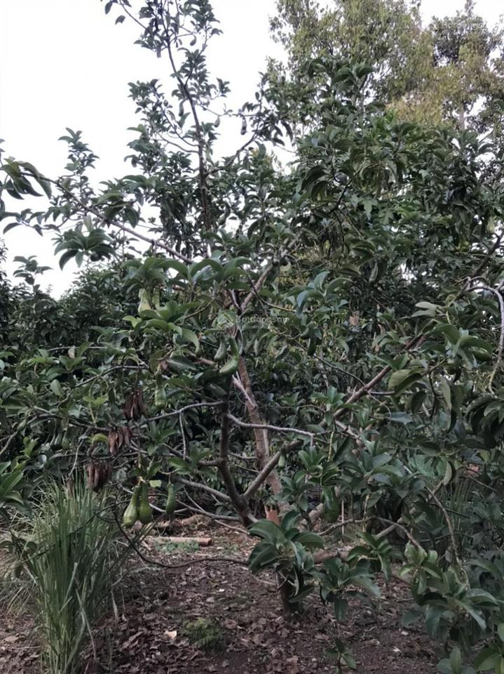 Cần bán đất 3 mặt tiền tại xã bàu hàm 2, huyện thống nhất, tỉnh, đồng nai, dtsd 26.000m2