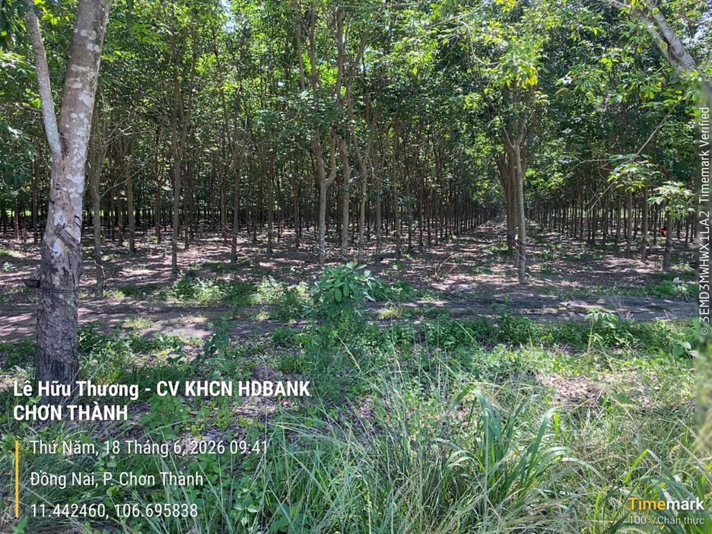 Bán đất tặng 2150 cây cao su 10 năm tuổi. dt 42600m2. giá 20 tỷ tl