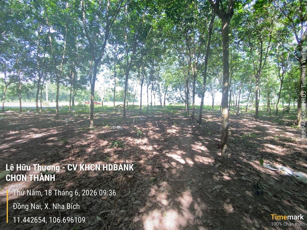 Bán đất tặng 2150 cây cao su 10 năm tuổi. dt 42600m2. giá 20 tỷ tl