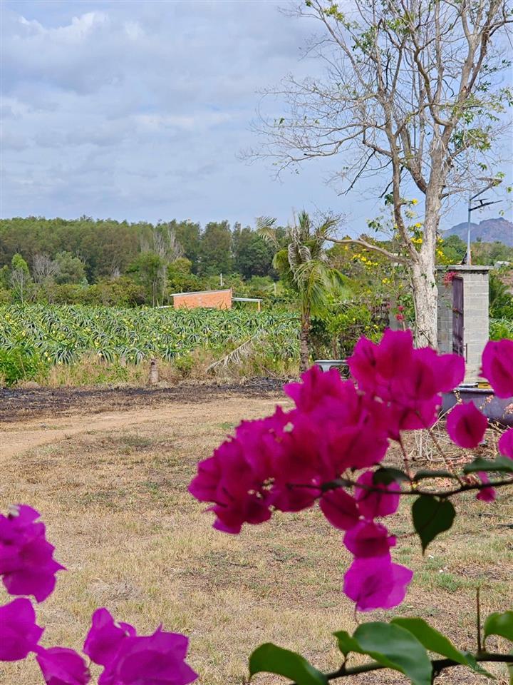 Farmstay đồi  view tthc hàm tân  30.000 m2  2 tỷ x