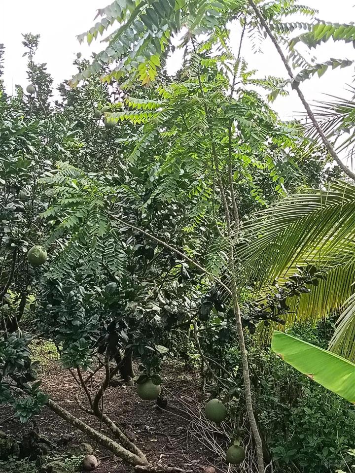 Bán 1800m2 đất vườn nghỉ dưỡng có nhà sẵn, có 300m2 thổ cư, cây ăn trái gần trung tâm long khánh