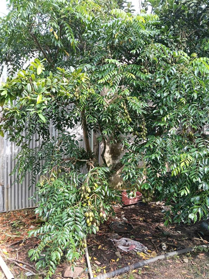 Bán 1800m2 đất vườn nghỉ dưỡng có nhà sẵn, có 300m2 thổ cư, cây ăn trái gần trung tâm long khánh