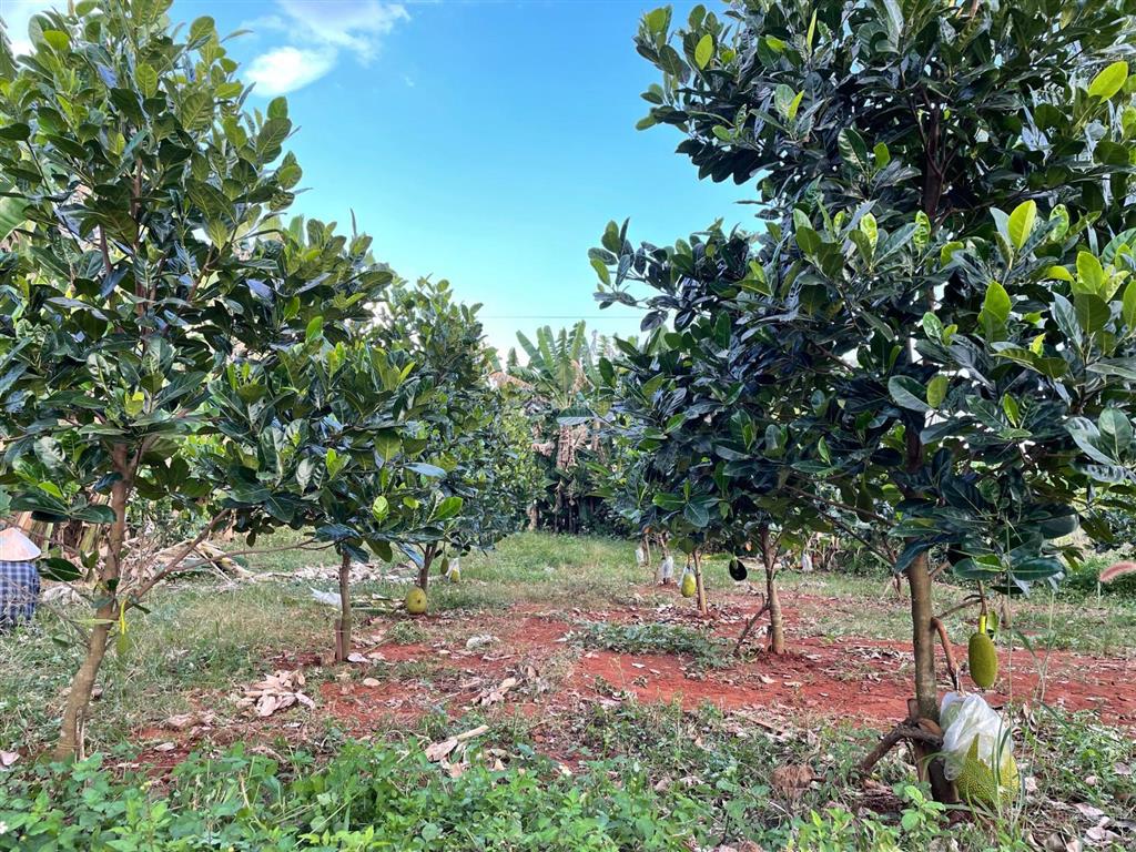 Cần bán đất qh ở nông thôn đối diện kcn xuân quế, cổng đông sân bay long thành