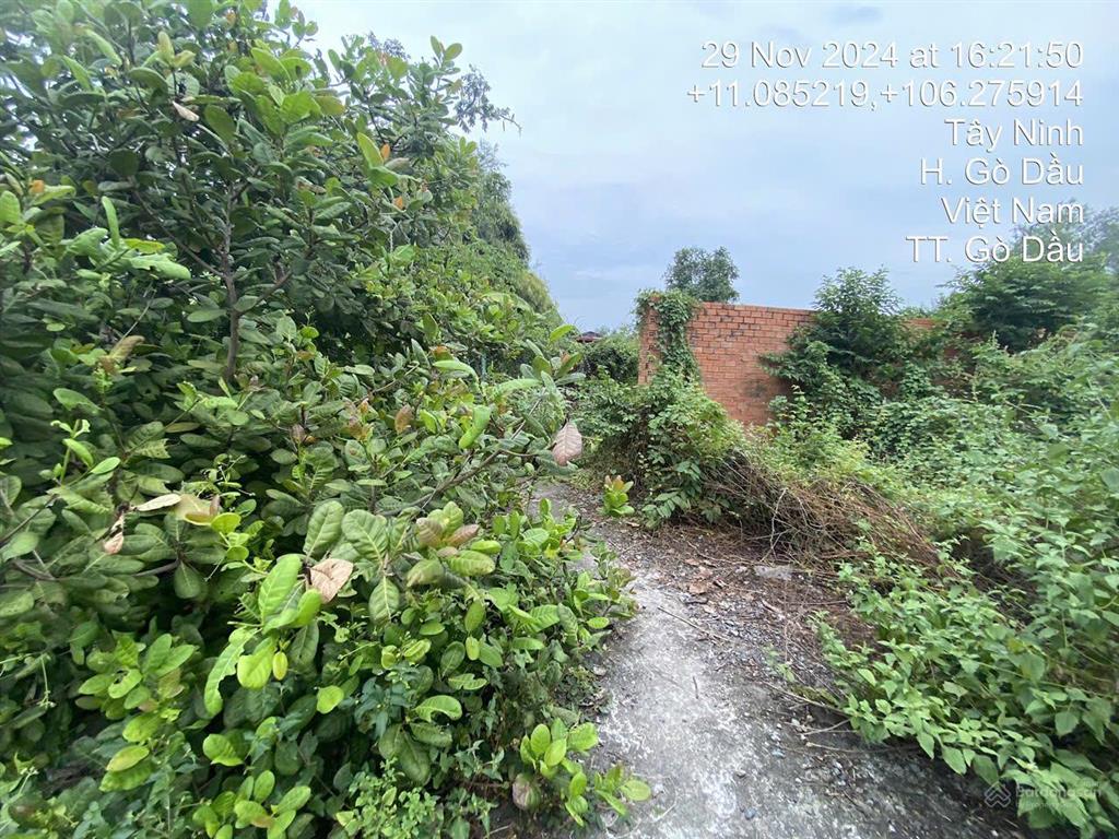 Ngân hàng thanh lý tài sản tại td596, địa chỉ ô 1 khu phố thanh bình a, gò dầu, tây ninh  03027806