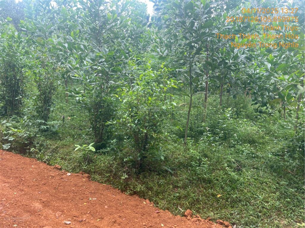 Ngân hàng bán trực tiếp 1283m2 đất tại thành trực, thạch thành, thanh hóa 03885349