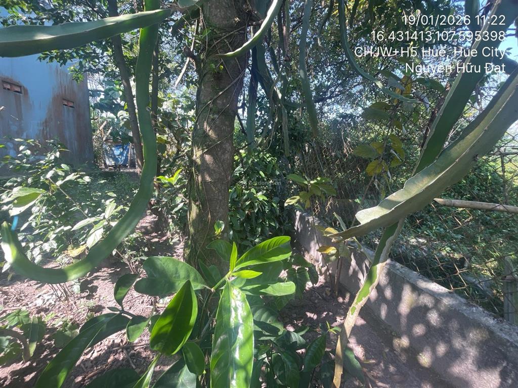Ngân hàng thanh lý thửa đất tại thôn tứ tây, xã thủy an, thành phố huế, thừa thiên huế01166756