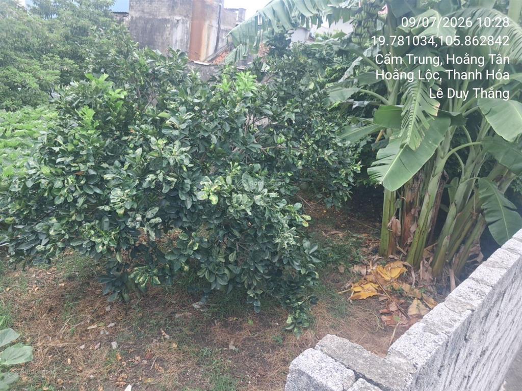 Bán thửa đất số 55, tờ bản đồ số 15, thôn cẩm trung, xã hoằng tân, huyện hoằng hóa, tỉnh thanh hóa