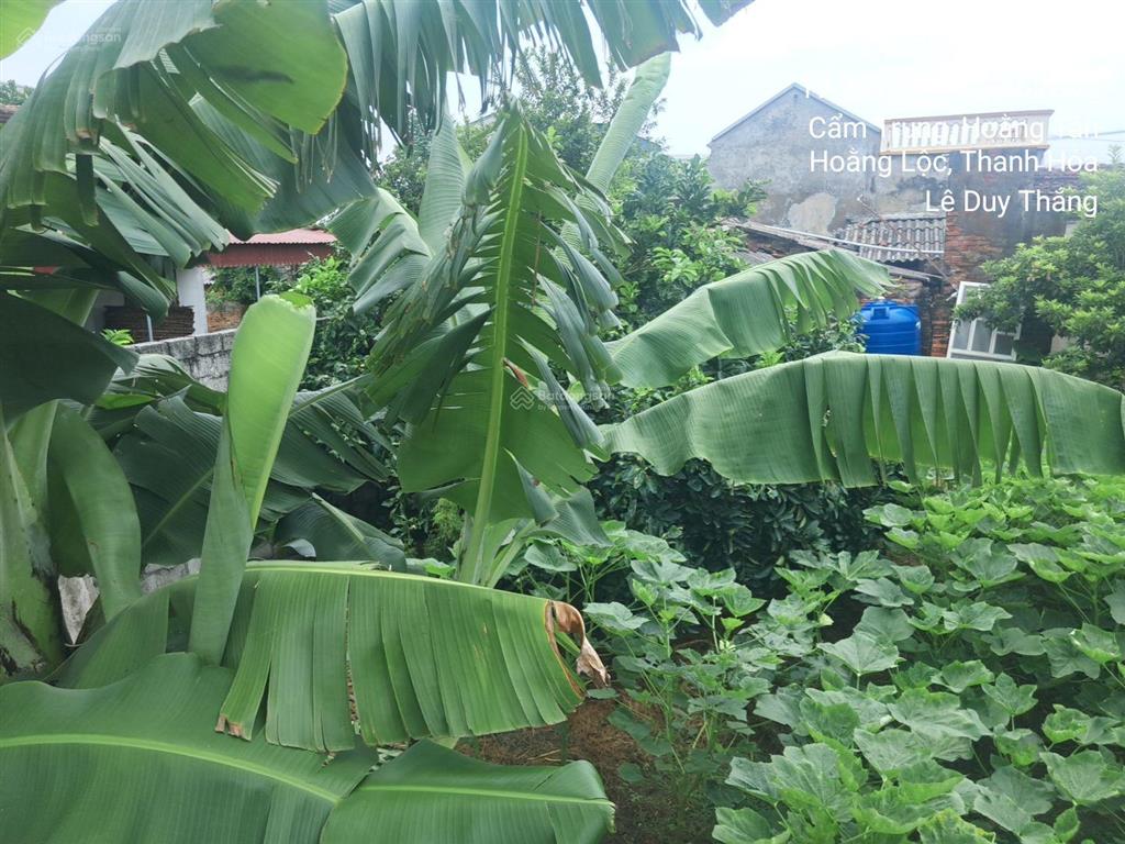 Bán thửa đất số 55, tờ bản đồ số 15, thôn cẩm trung, xã hoằng tân, huyện hoằng hóa, tỉnh thanh hóa