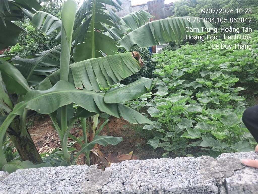 Bán thửa đất số 55, tờ bản đồ số 15, thôn cẩm trung, xã hoằng tân, huyện hoằng hóa, tỉnh thanh hóa