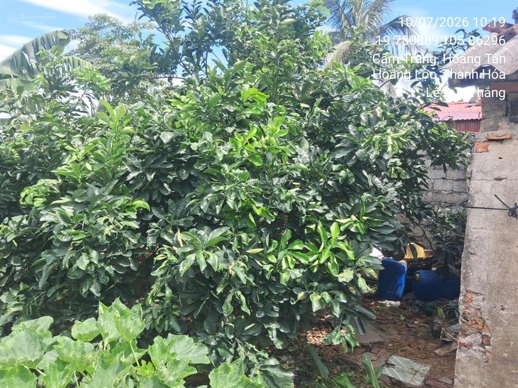Bán thửa đất số 55, tờ bản đồ số 15, thôn cẩm trung, xã hoằng tân, huyện hoằng hóa, tỉnh thanh hóa